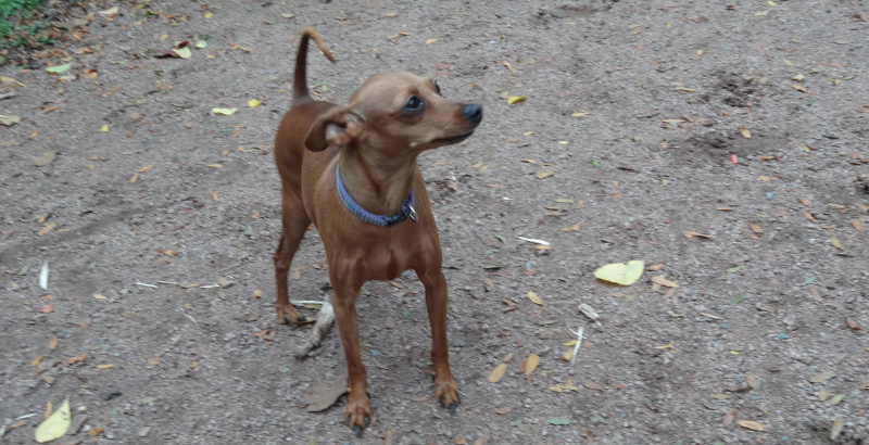 hunde-leinenzwang-pietri