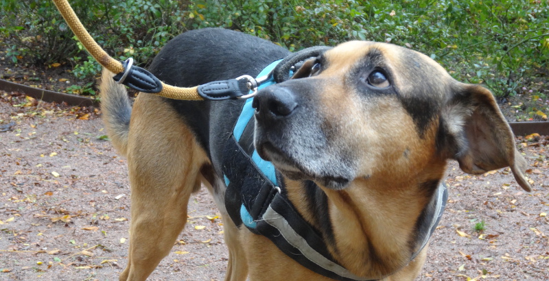 hunde-texas-leinenzwang-1910