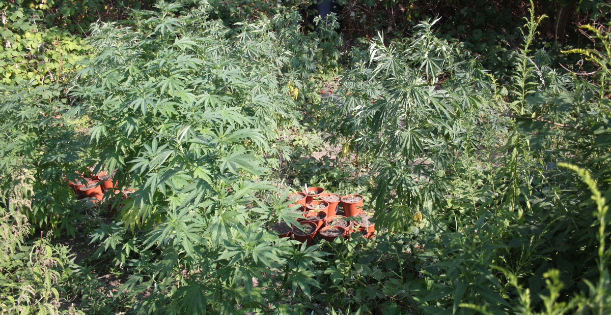 polizei cannabis uebigau