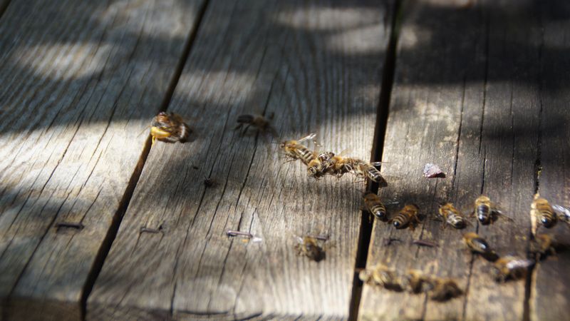 Eindringlinge, wie diese Wespe (links) werden abgewehrt