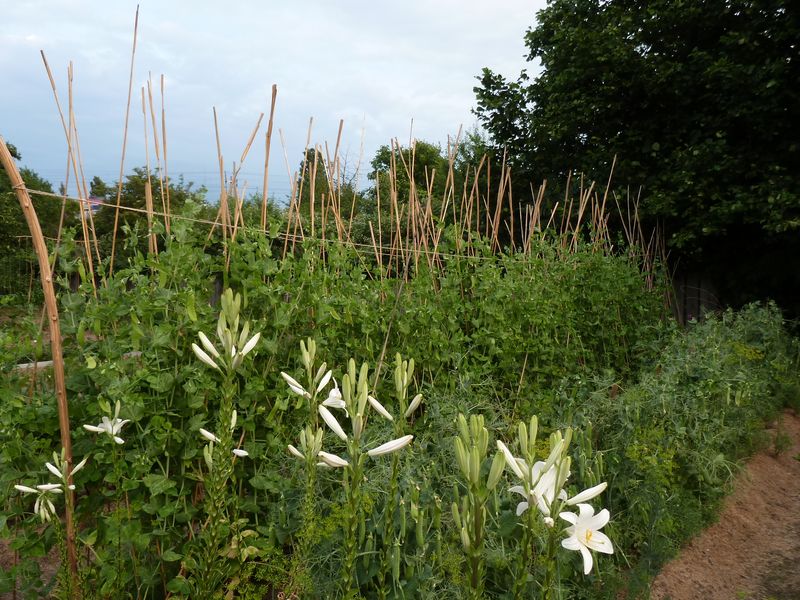 "Zuckerschoten und Erbsen sind sowohl wunderschön als auch essbar und die Madonnenlilien mit ihrem bezaubernden Duft und den hinreißenden Blüten sind Freude für die Seele" - Cornelia Stollber