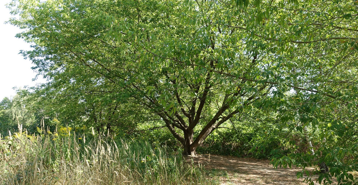 Hufewiesen Janes Walk