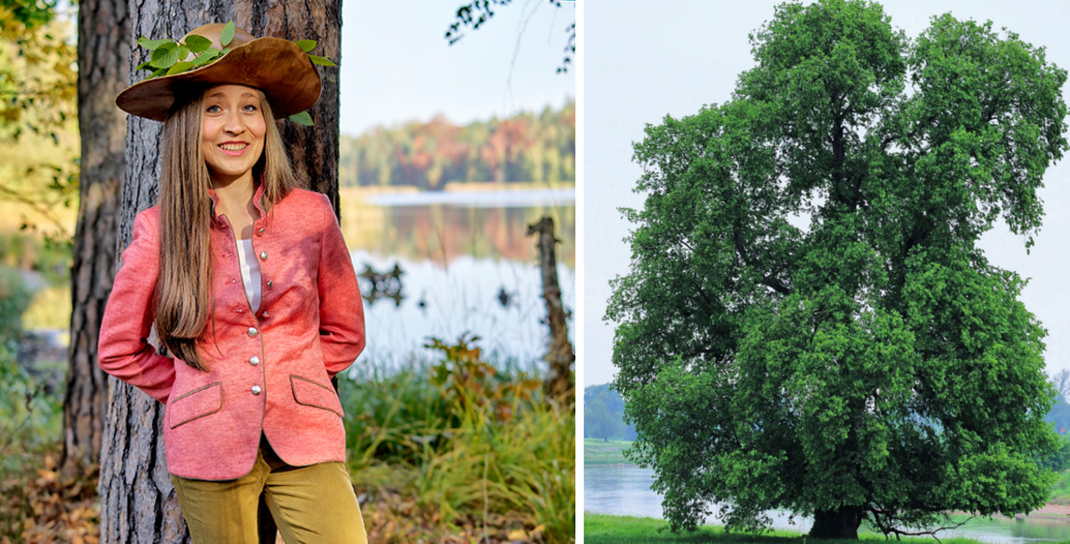 flatterulme baumkönigin