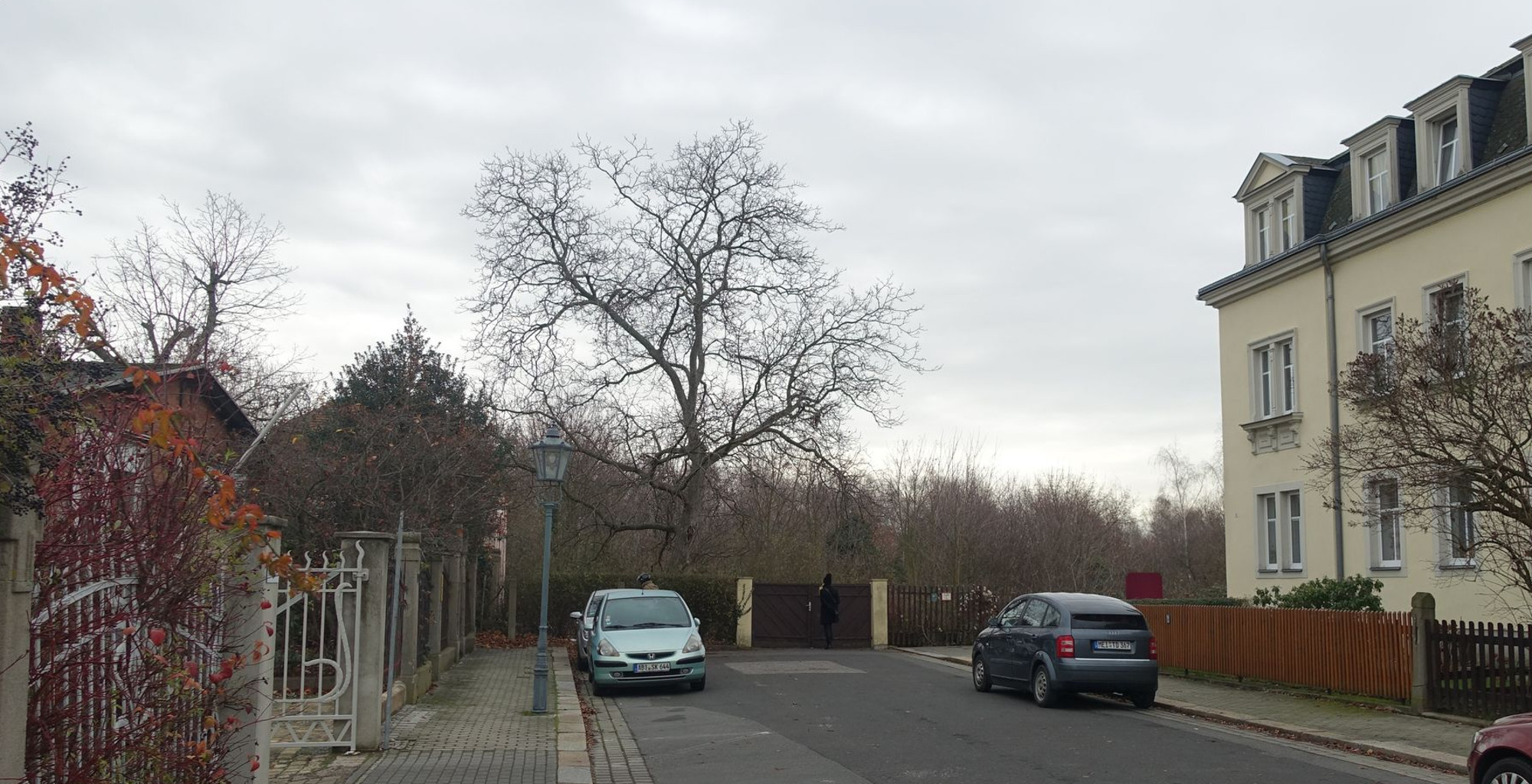 Hufewiesen Veteranenstrasse Walnussbaum