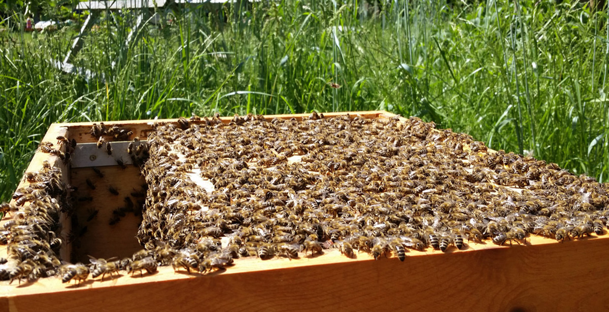 Imkerei Kurs heinrichsgarten