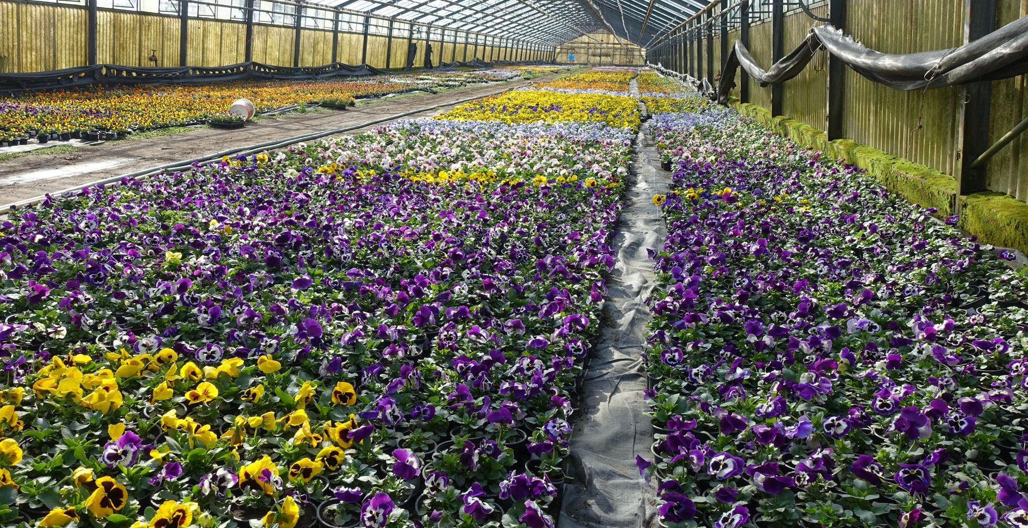 Frühgemüsezentrum Kaditz frühblüher