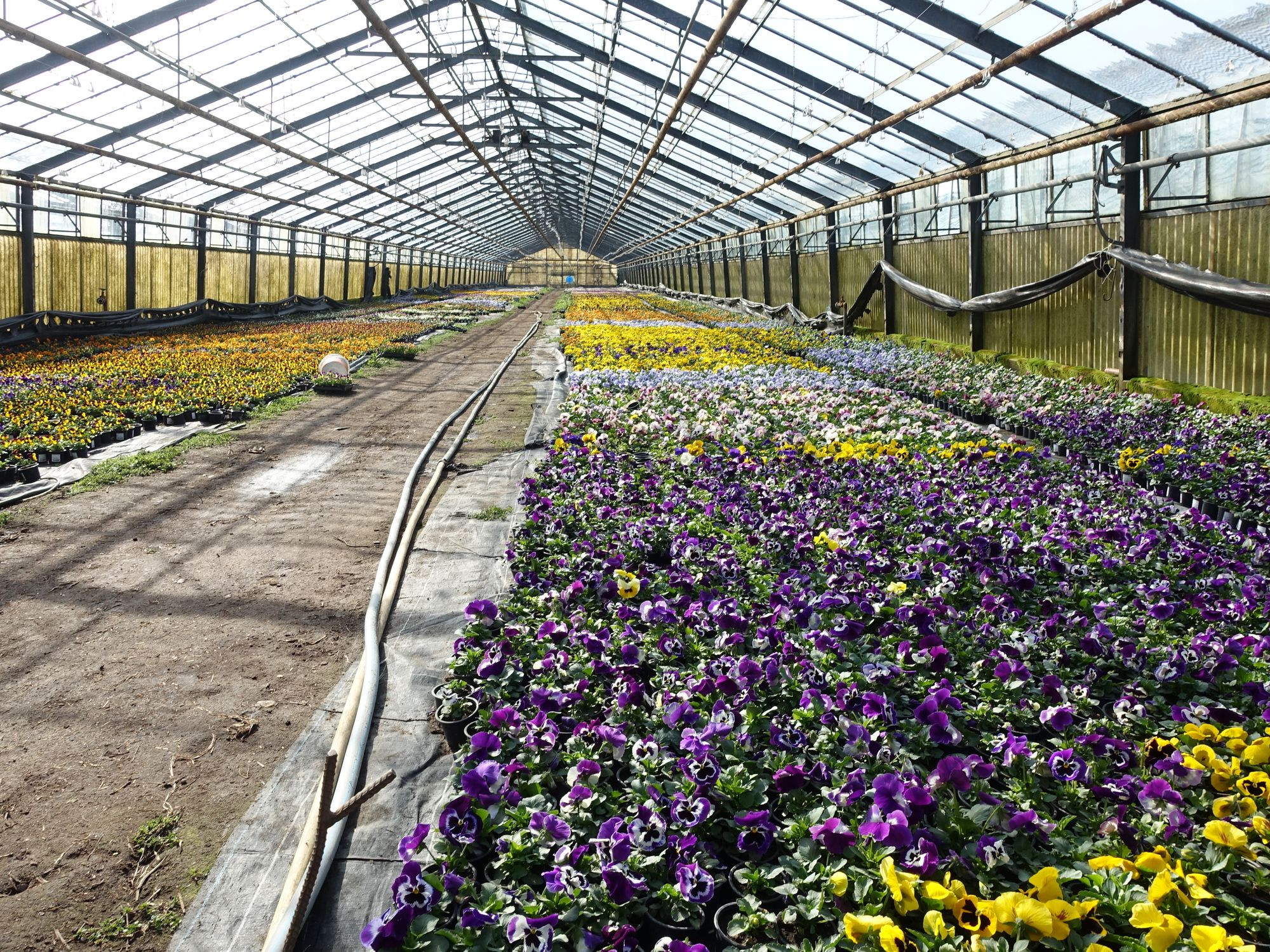 Frühgemüsezentrum Kaditz wochenmarkt frühblüher