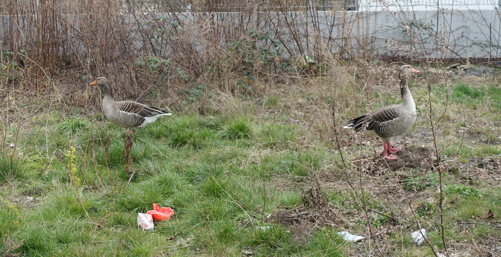 Gänse Pieschener Melodien Distanz