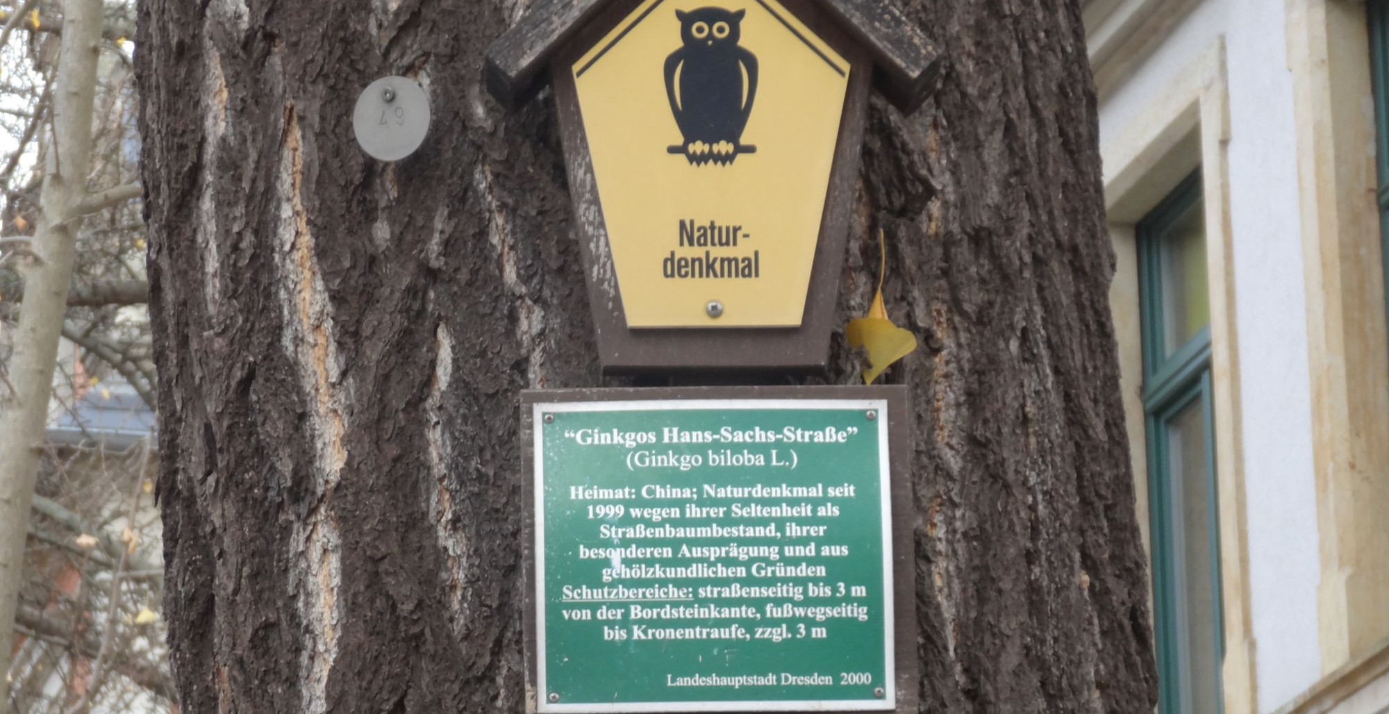 Ginkgos in der Hans-Sachs-Straße
