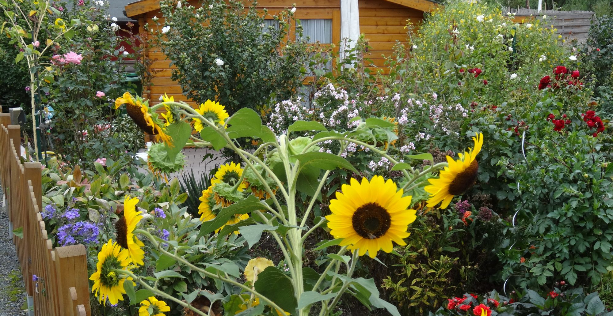 Sonnenblumen in Kleingartenverein Concordia