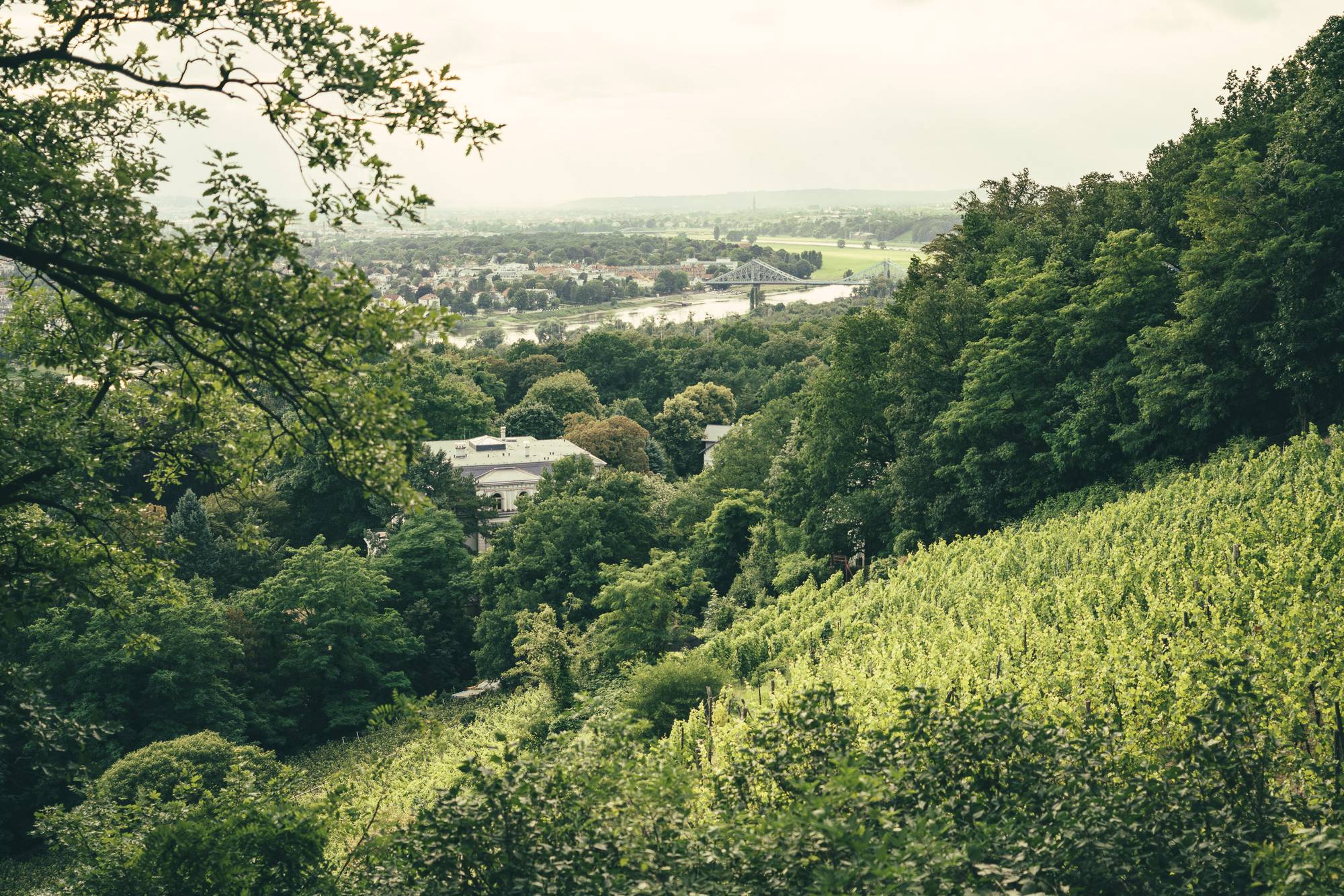Der Weinberg in Wachwitz rief Alexandre zurück nach Dresden. Foto: Dominik Wolf