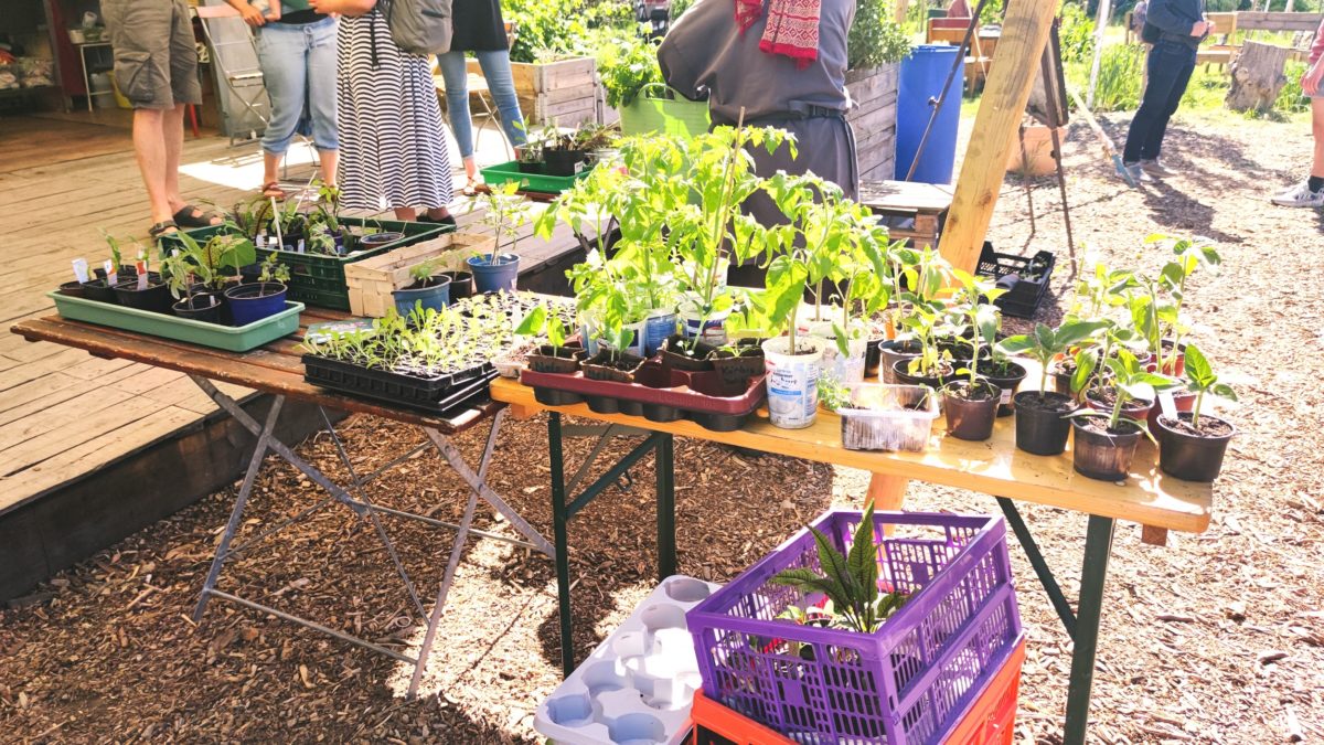 Ein Tisch voller junger Pflänzchen, die ein neues Zuhause suchen. - Foto: Maren Kaster