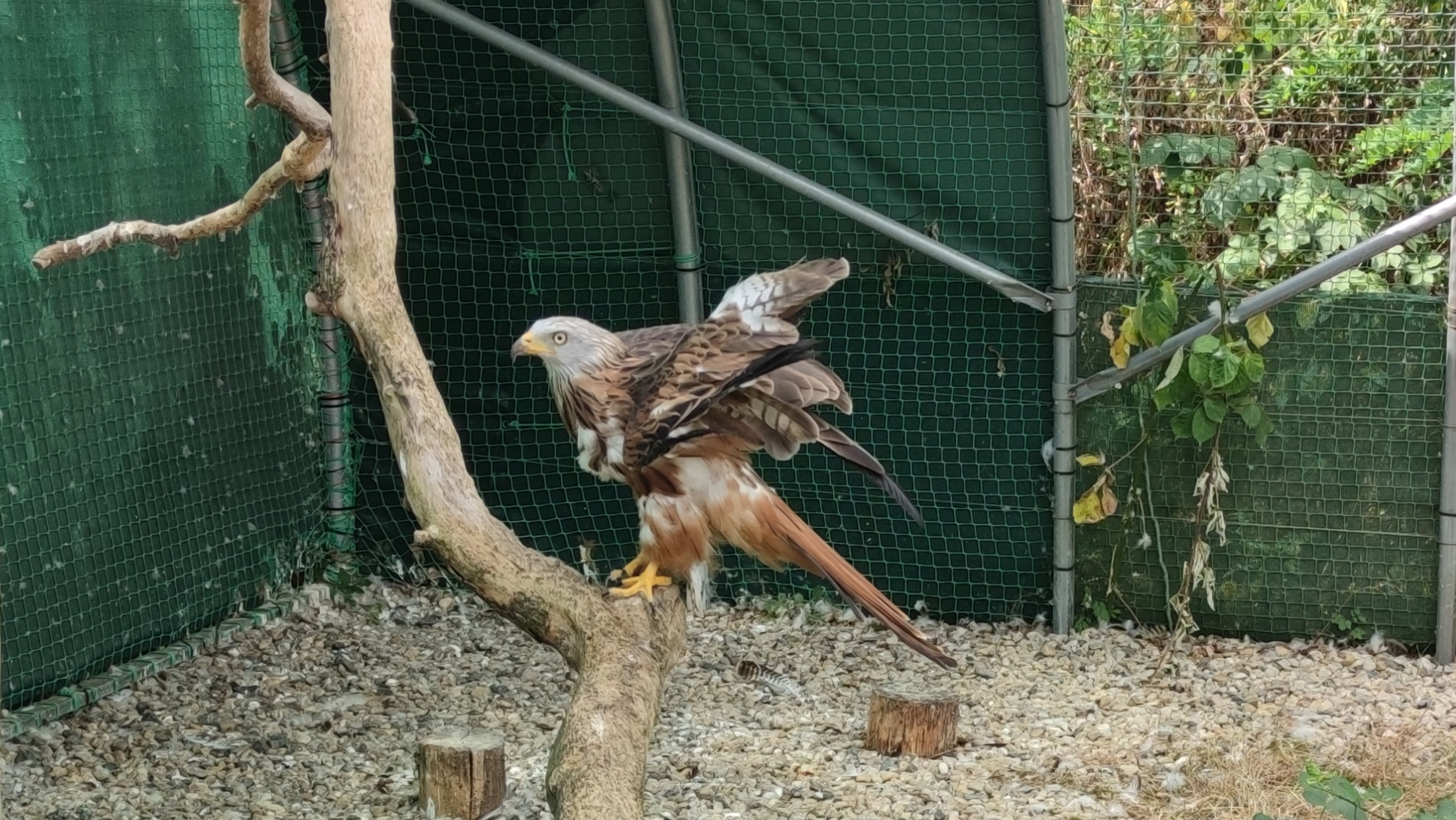 Ein roter Milan mit gebrochenem Flügel der schief zusammengewachsen ist - Foto: Archiv/Maren Kaster