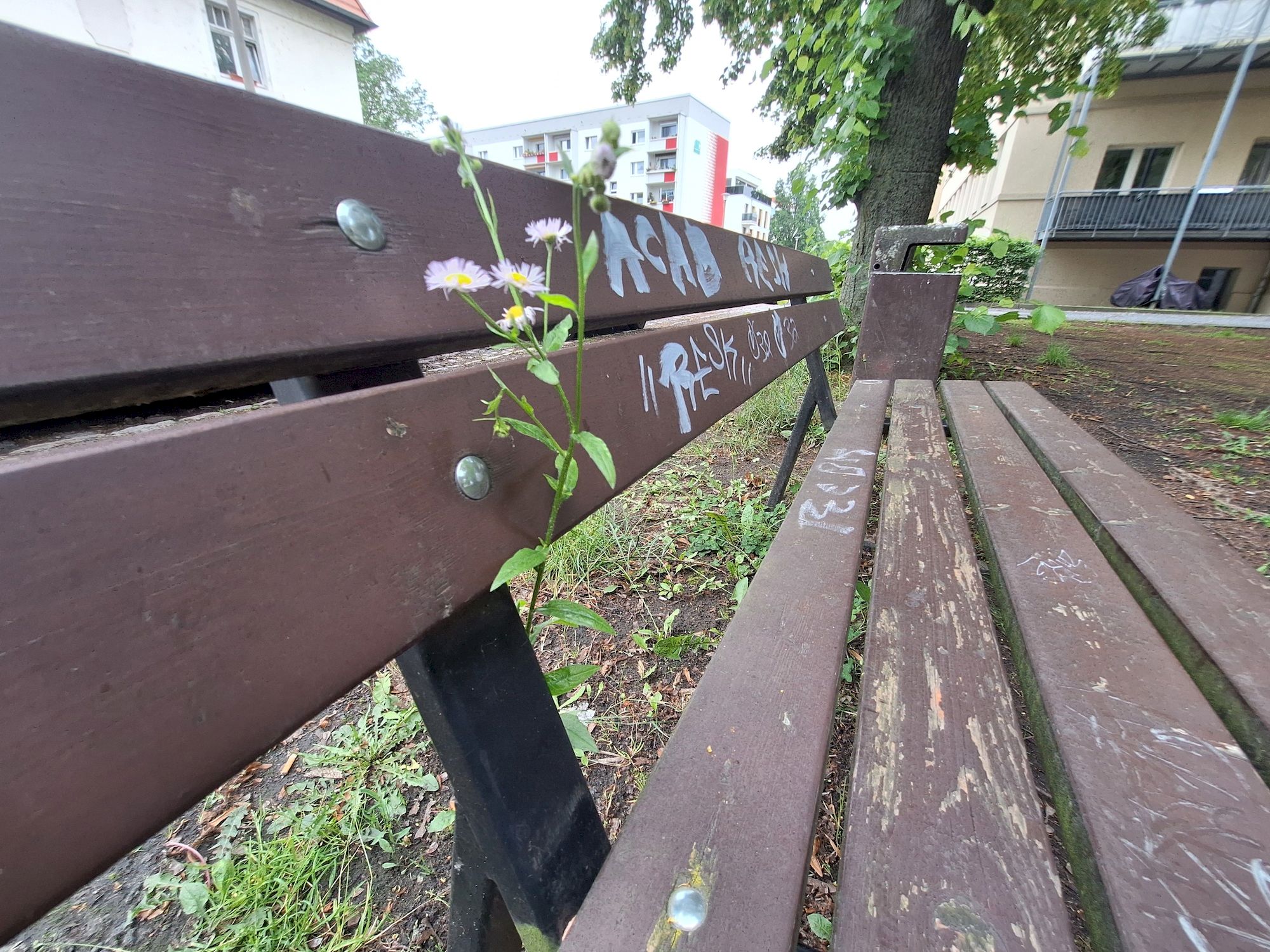 Auf dem Platz in Übigau holt sich die Natur den Raum zurück, den der Mensch verkommen lässt. Foto: Jakub Gawlik