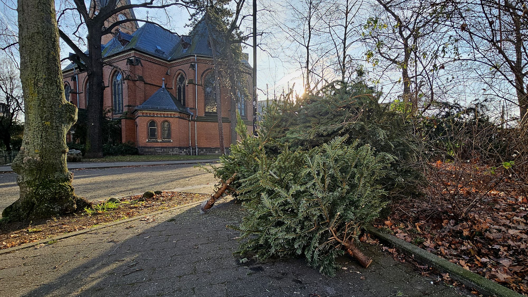 Weihnachtsbäume am Markusplatz - Foto: Archiv/J. Frintert