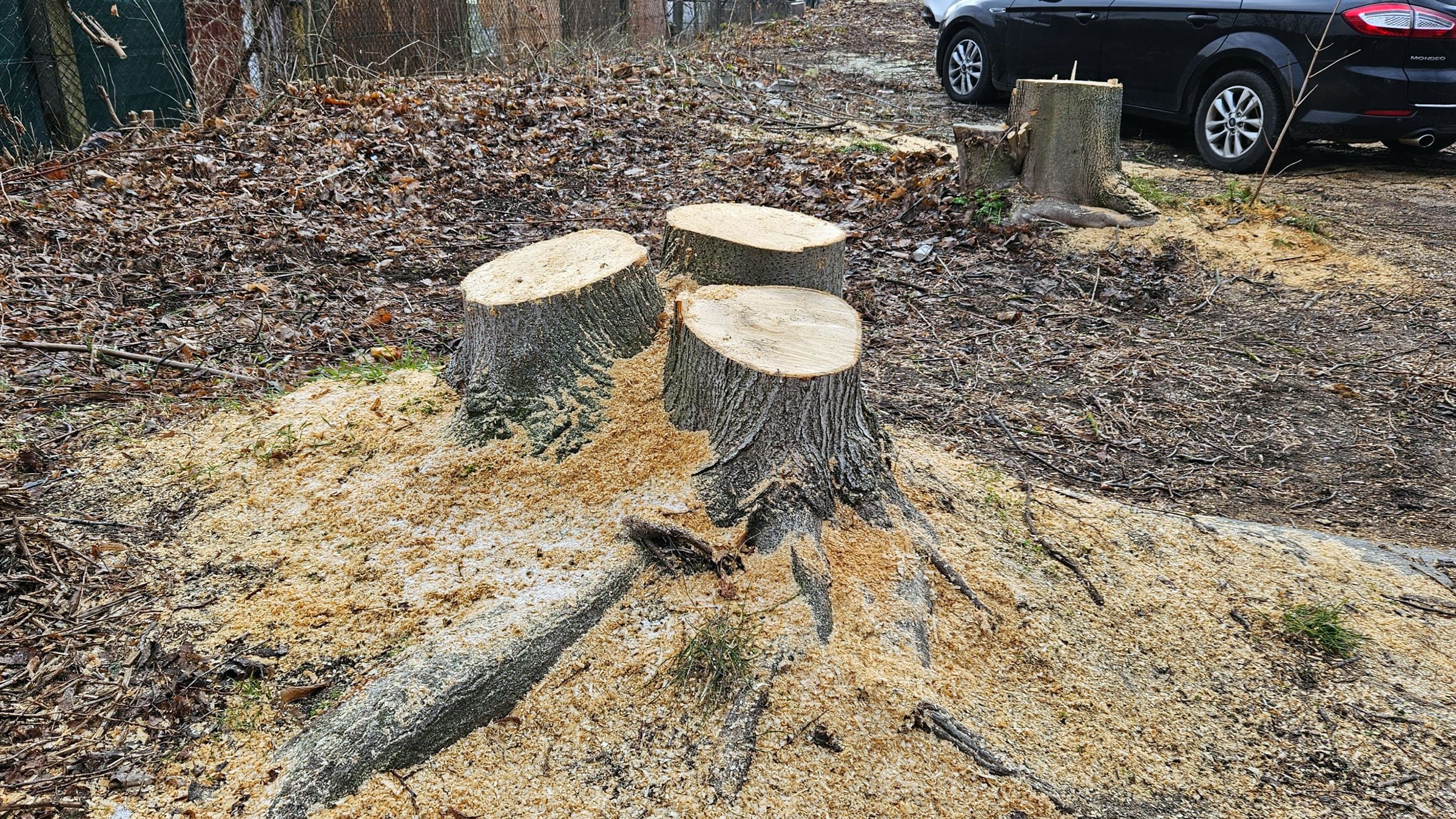 Baumstümpfe an der Riesaer Straße. Foto: J. Frintert