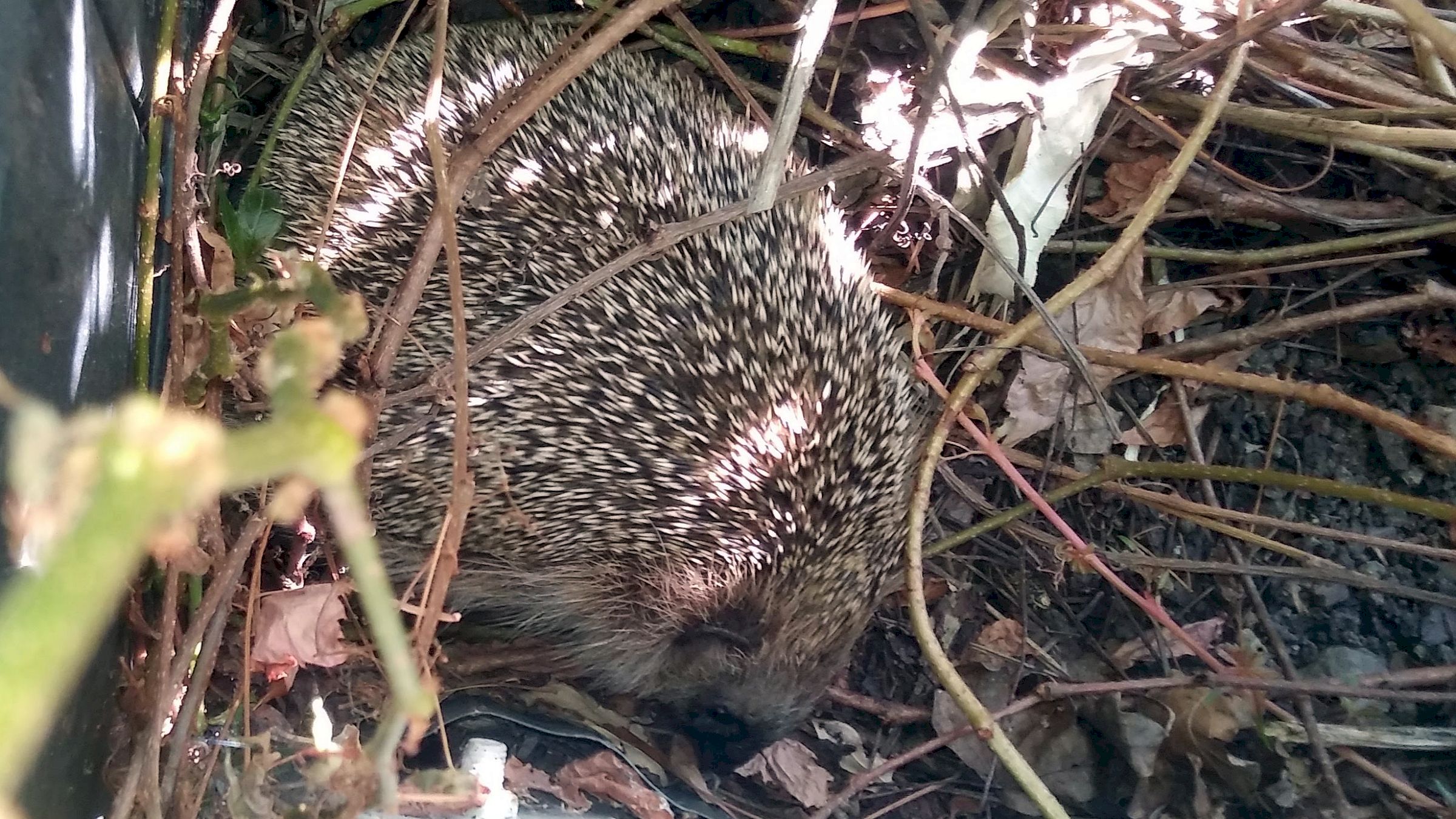 Igel in einem Dresdner Garten – Foto: Archiv J. Frintert