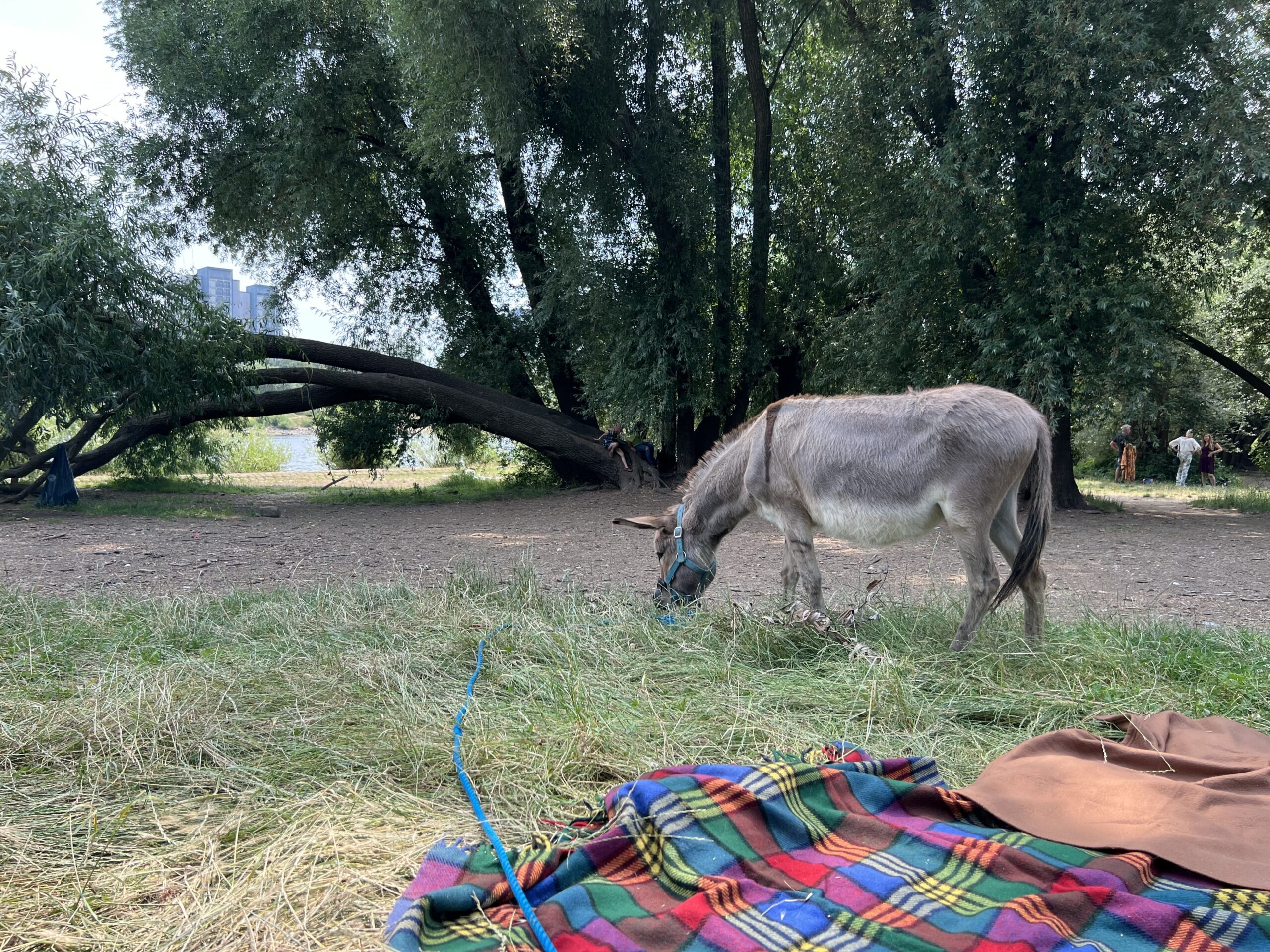 Eselspaziergänge stehen auch auf dem Programm der Ferien-Campwoche. Foto: Eselnest
