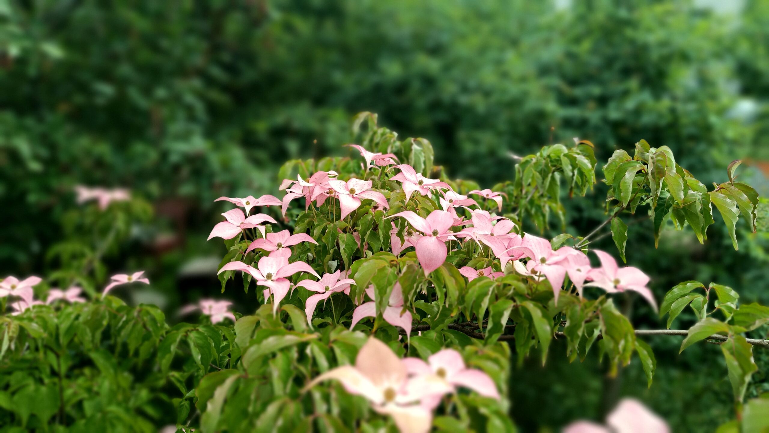 Blick ins knospende, blühende oder Frucht tragende Pflanzenreich.