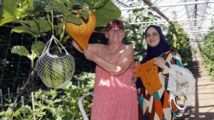 Hier wachsen die Kürbisse in der Hängematte Silvia Benaoda und Mervat Shraif vom Verein "Jugend - Arbeit - Bildung" haben die Kürbisse mit Hilfe der "schnellen Häkelgruppe" gerettet. Foto: Sabine Mutschke