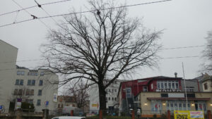 Edeka Stieleiche Leipziger Straße 112