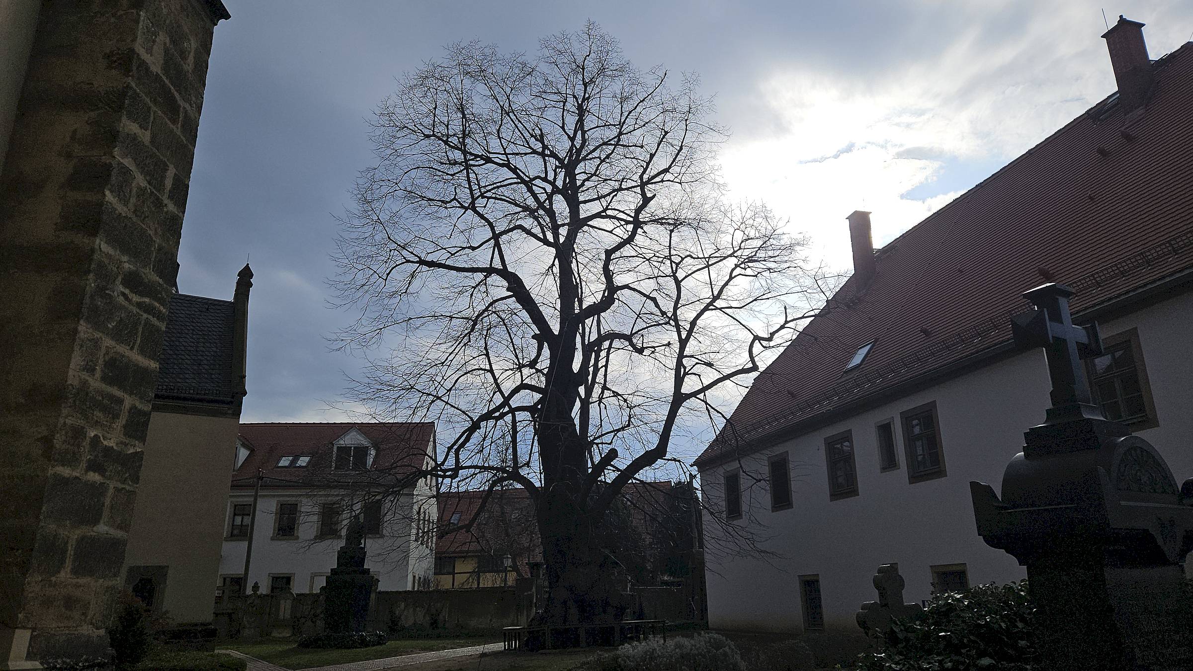 An der Kaditzer Linde soll im Juni gefeiert werden. Foto: J. Frintert