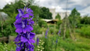 Zwischen all dem Gemüse gibt's auch ein paar wild wachsende Blümchen. Foto: J. Frintert